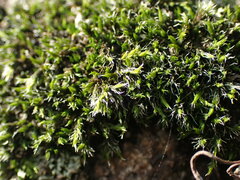 Racomitrium heterostichum