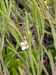 Heliophila linearis
