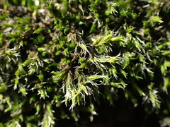 Racomitrium heterostichum