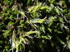 Racomitrium heterostichum