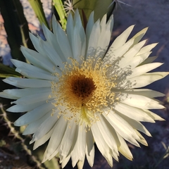 Acanthocereus tetragonus
