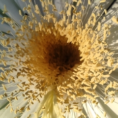 Acanthocereus tetragonus