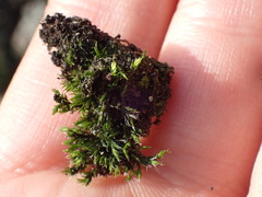 Racomitrium heterostichum