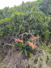 Gasteria acinacifolia