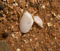Ameritella agilis