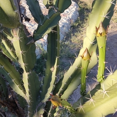Acanthocereus tetragonus