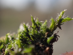 Racomitrium heterostichum