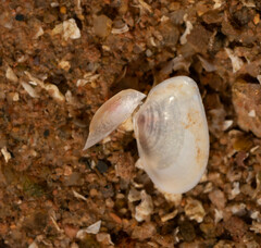 Ameritella agilis