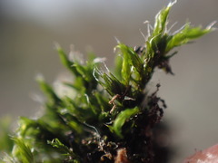 Racomitrium heterostichum