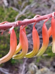 Gasteria acinacifolia