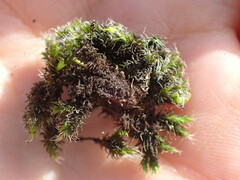 Grimmia trichophylla