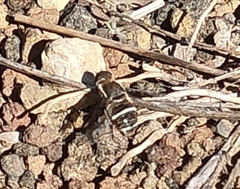 Exhyalanthrax simonae