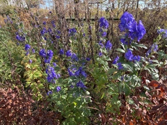 Aconitum uncinatum