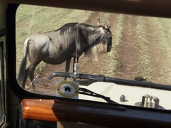 Connochaetes taurinus mearnsi