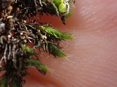 Grimmia trichophylla