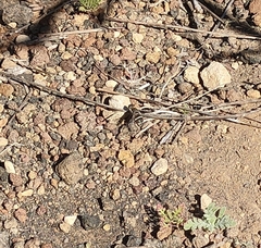 Exhyalanthrax simonae