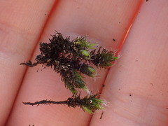 Grimmia trichophylla