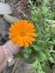 Calendula