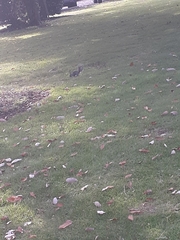 Sciurus carolinensis