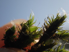 Grimmia trichophylla