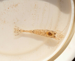 Crangon septemspinosa