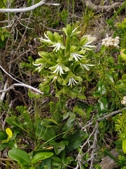 Bonatea speciosa