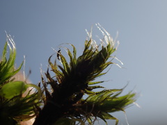 Grimmia trichophylla