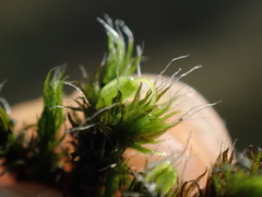 Grimmia trichophylla