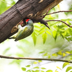 Psilopogon haemacephalus