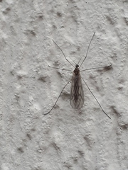 Trichocera