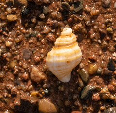 Neptunea decemcostata