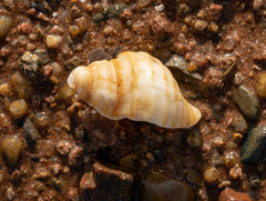 Neptunea decemcostata