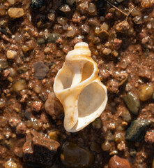 Neptunea decemcostata