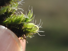 Grimmia trichophylla