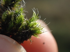 Grimmia trichophylla