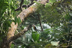 Pelargopsis capensis