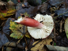 Russula sanguinea
