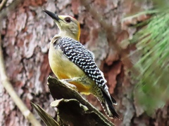 Melanerpes hoffmannii