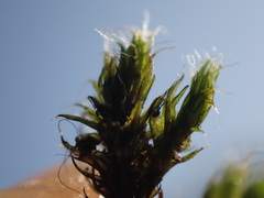 Grimmia trichophylla