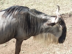 Connochaetes taurinus mearnsi