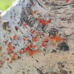 Cytosporaceae