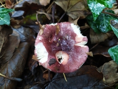 Russula sanguinea