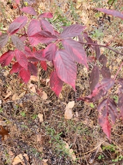 Rubus allegheniensis