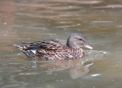 Mareca falcata