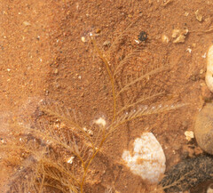 Hydrallmania falcata