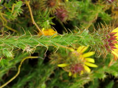 Cullumia reticulata
