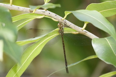 Triacanthagyna trifida