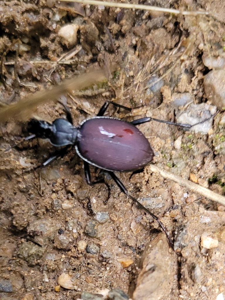 Narrowcollared Snaileating Beetle from ColumbiaShuswap, BC, Canada on September 16, 2022 at