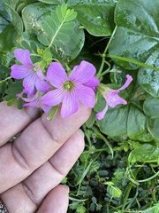 Oxalis articulata