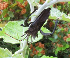 Elasmopoda